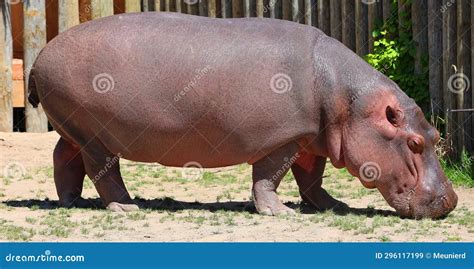 Hippopotamus (Hippopotamus Amphibius) Stock Image - Image of greek ...