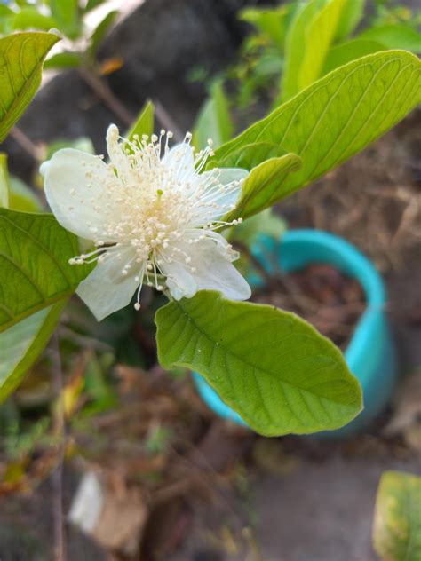 Pretty flower of my guava plant : r/Agriculture