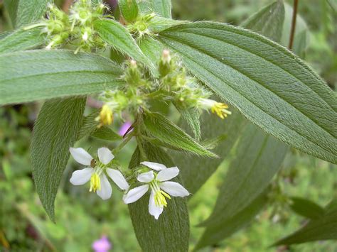 The Melastomataceae Family