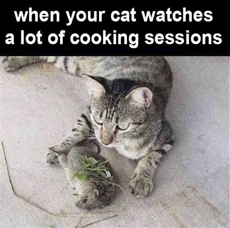 when your cat watches a lot of cooking sessions : r/memes