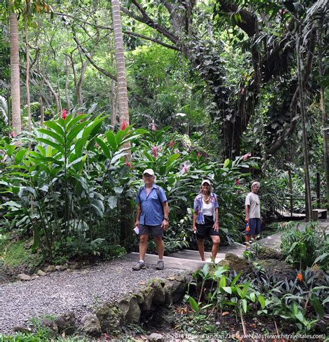 Fiji’s Garden of the Sleeping Giant: Orchids forever!