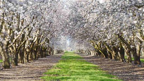 How to Grow and Care for Almond Trees