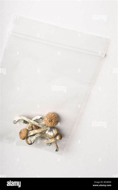 Dried magic mushrooms Stock Photo - Alamy