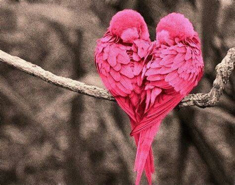 Love Birds Pictures, Photos, and Images for Facebook, Tumblr, Pinterest, and Twitter