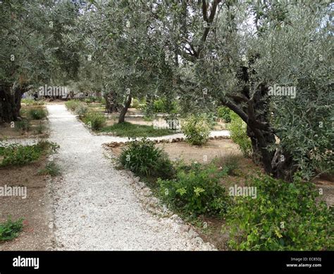 Is The Garden Of Gethsemane On The Mount Of Olives - Garden Likes