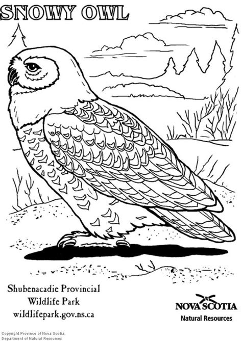 Coloring Page snowy owl - Free printables - Img 6006