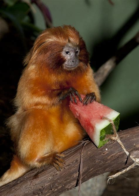 Golden Lion Tamarin | A Golden Lion Tamarin eating watermelo… | Flickr