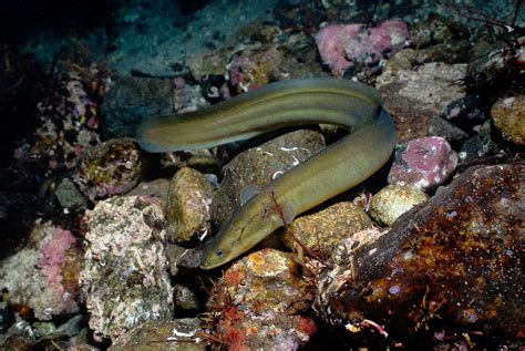 Species for Sale: European Eel. by Thomas Gomersall | by WWF HK | Panda blog @WWF-Hong Kong | Medium