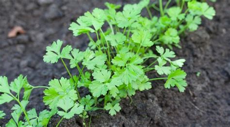 Why is My Parsley Turning Yellow? (Plus Care Tips!)