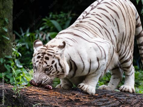 White bengal tiger photographed at the Singapore Zoo Stock Photo | Adobe Stock