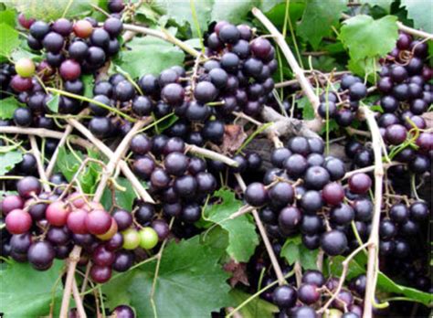 Pruning Muscadine Grapes | N.C. Cooperative Extension