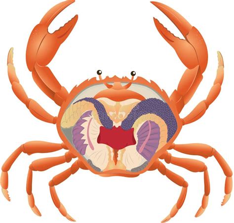 Crab anatomy stock illustration. Illustration of cross - 19282226