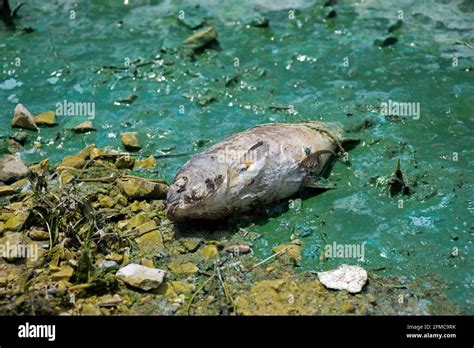 Beirut, Lebanon. 7th May, 2021. A dead fish is seen at the Qaraoun lake in Bekaa, Lebanon, on ...