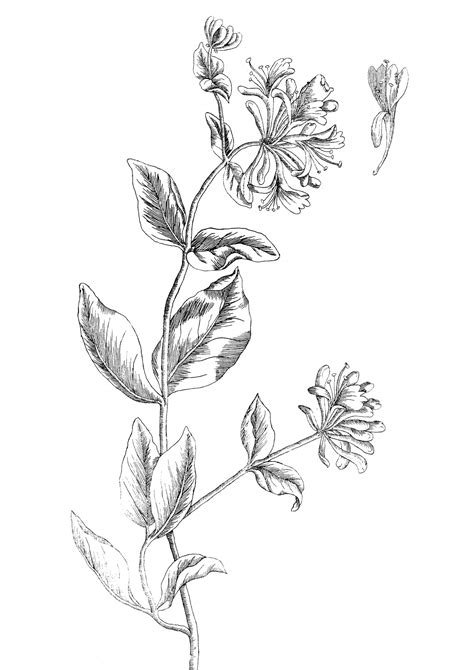 Honeysuckle Flower Coloring Pages