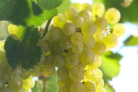 Riesling Grape Varietal Definition & Description | White Wine