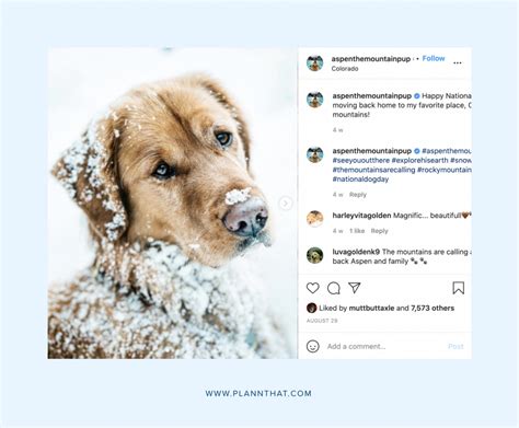 10 Delightful Dogs To Follow On Instagram | LaptrinhX