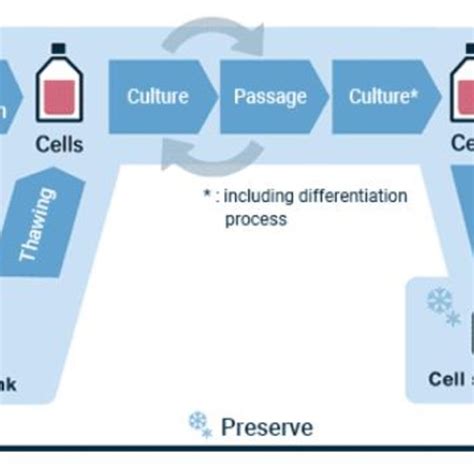 Flowchart of a generalized cell culture process [31]. | Download Scientific Diagram