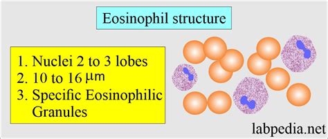 10+ Absolute Eosinophil Count Calculator - RhudiAnnaleigh