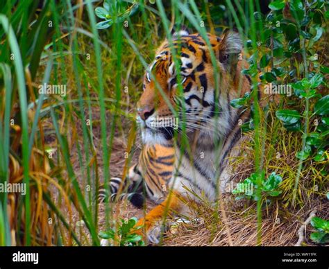 Tiger grass hi-res stock photography and images - Alamy