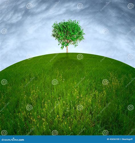 Single tree on hill stock photo. Image of leaf, earth - 45656100