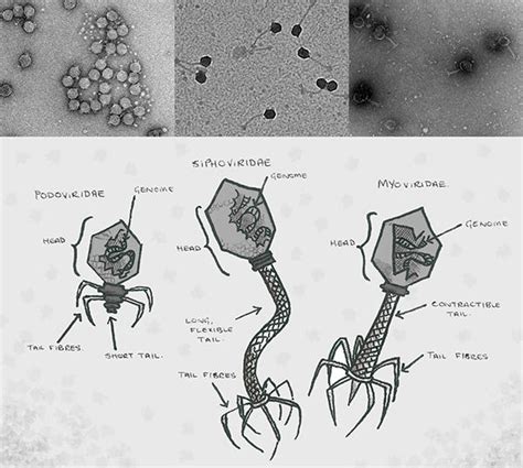 Electron Microscope Bacteriophage