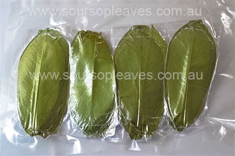 Soursop Leaves - Cancer cell treatment