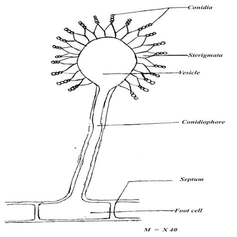 Aflatoxin test result for Aspergillus flavus. | Download Scientific Diagram