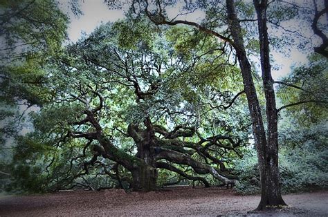 Angel Oak Photograph by Liz Agne - Fine Art America