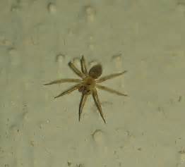 tiny spiders constantly found on me or near me in my home - Oecobius ...