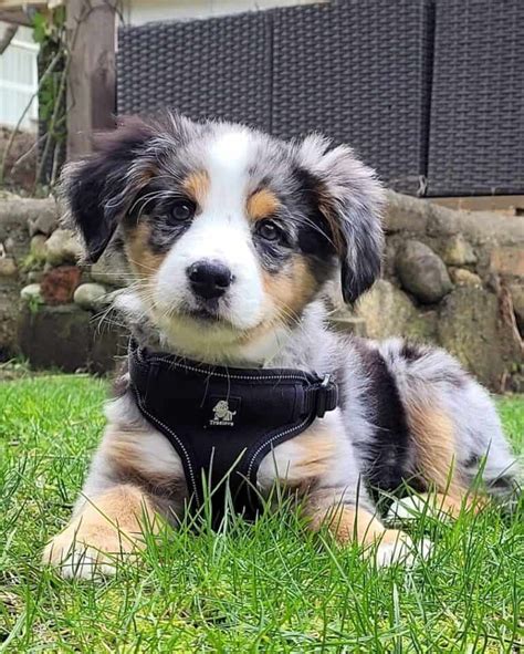 Australian Shepherd Bernese Mountain Dog Mix: Info, Pictures, Facts ...