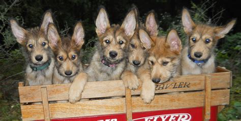 Family-portrait berger picard | Puppies, Dog adoption, Animals