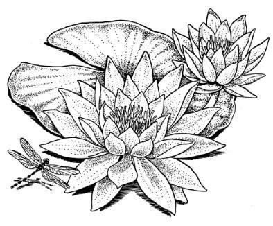 Black And White Water Lily Drawing