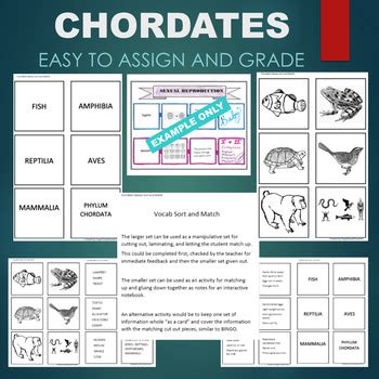 Chordate Classes (Vertebrates - Bird, Reptile) Sort & Match STATIONS Activity