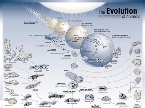 Musings of a Compassionate Eco-Atheist: Evolution Timeline - From first life-forms to Homo Sapiens