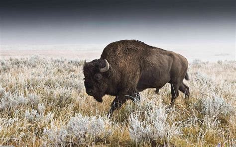 Buffalo Wallpapers - Wallpaper Cave