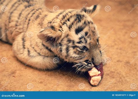 Photo of a Tiger Cub Eating Stock Image - Image of large, kipling: 183491071