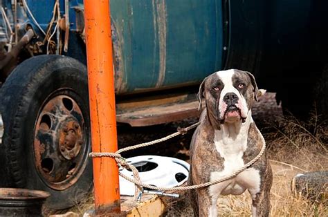 120+ Junkyard Dog Stock Photos, Pictures & Royalty-Free Images - iStock