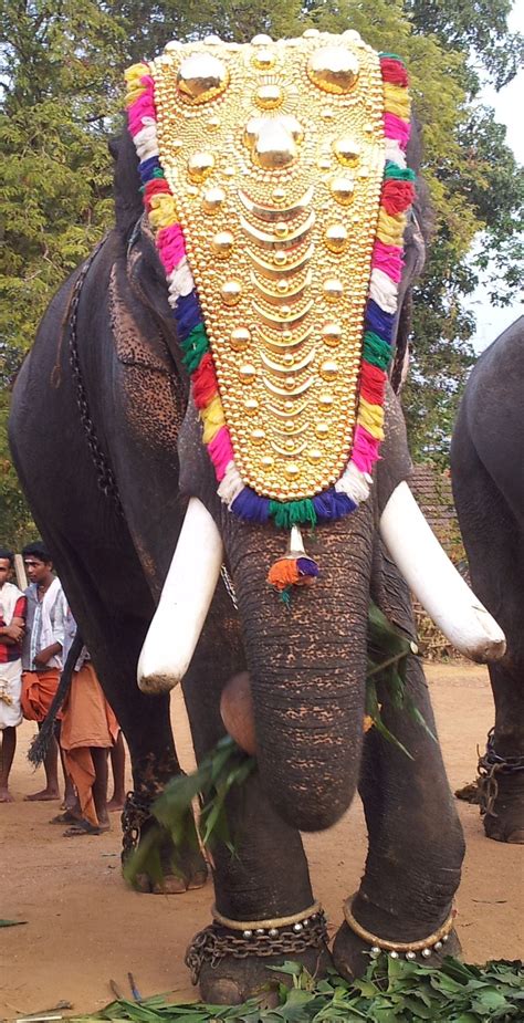 Kerala elephant headpiece | Save the date inspiration, Festival captain hat, National symbols
