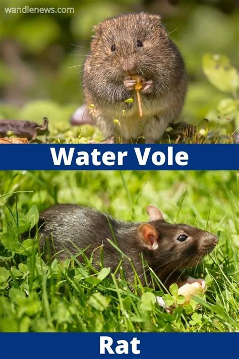 Water Vole or Rat? How to Tell The Difference