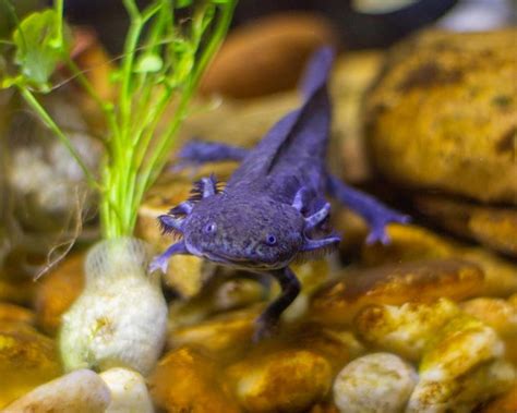 How Long Can Axolotls Go Without Food - exotails.com