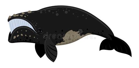 Southern Right Whale Cartoon Vector Illustration Stock Vector - Illustration of ocean, right ...