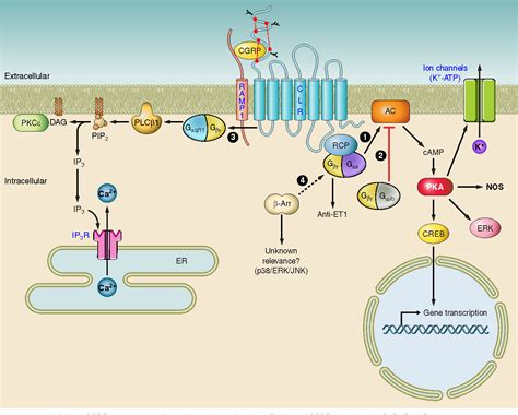 Figure 2 from Calcitonin gene-related peptide: physiology and pathophysiology. | Semantic Scholar