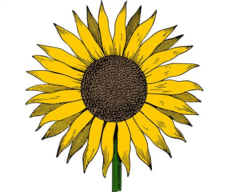 Free photo: Clipart sunflower - Clipart, Face, Flower - Free Download ...