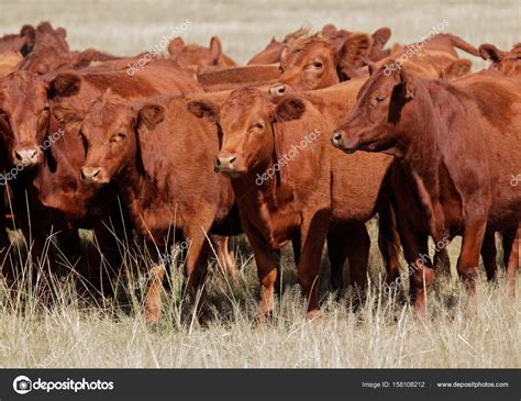 Red angus cattle ⬇ Stock Photo, Image by © EcoPic #158108212