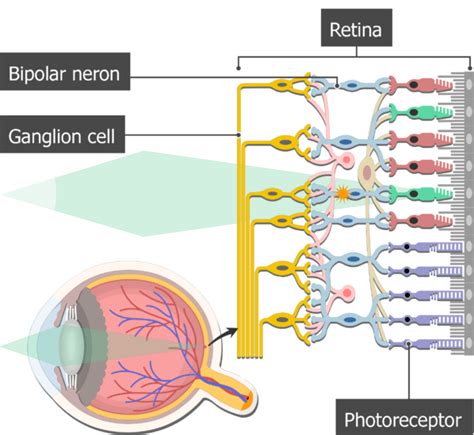 Bipolar Neurons - Structure and Functions