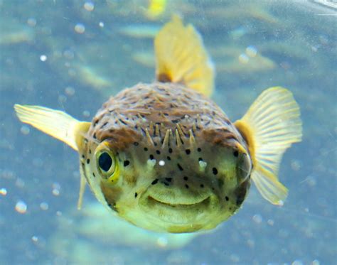 "Smiling Fish" by jsecrist | Redbubble