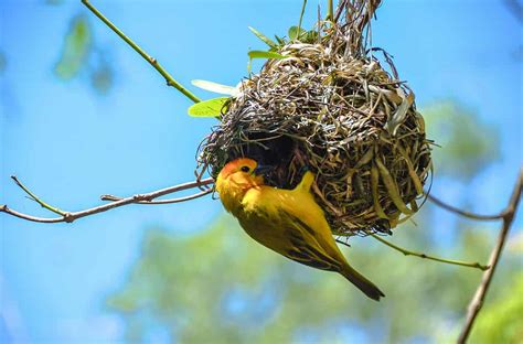 Weaver Bird - A-Z Animals