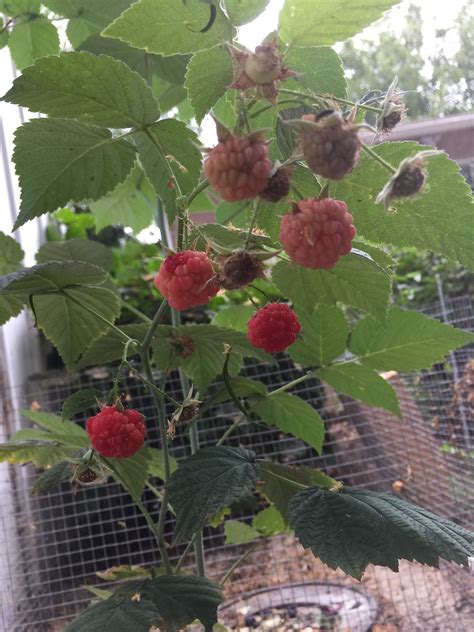 Opinions wanted: Favorite raspberry varieties? - General Fruit Growing - Growing Fruit