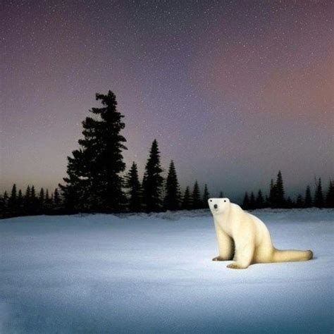 Polar Bear 2026 image | Polar Bear 2026 | Know Your Meme