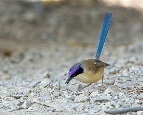 Purple-crowned Fairy-Wren | BirdForum